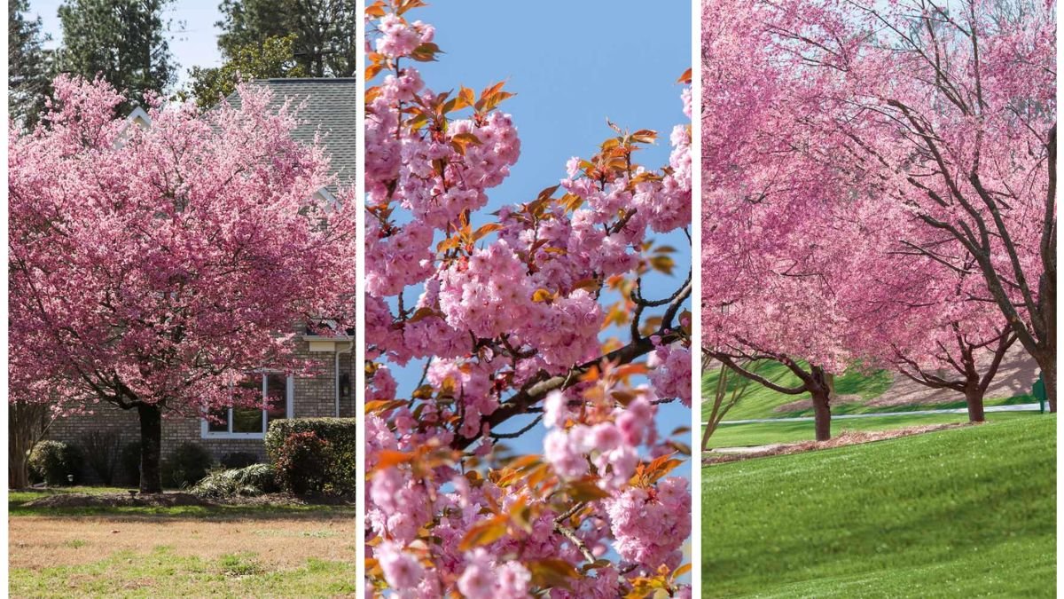 How to Plant and Care for Cherry Blossom Trees