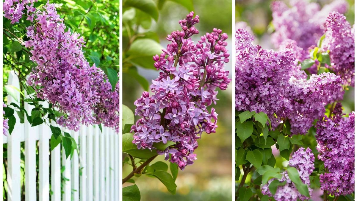 How to Grow Lilacs for Fragrant Spring Flowers