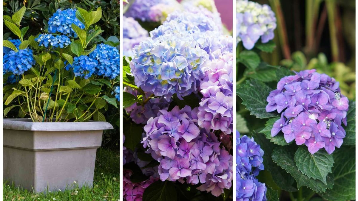 Planting and Caring for Hydrangeas Like a Pro