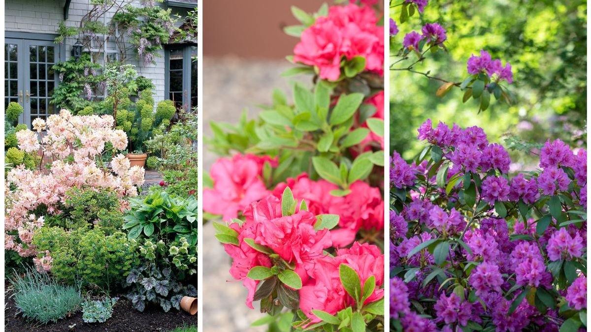 How to Grow Rhododendrons in Your Landscape