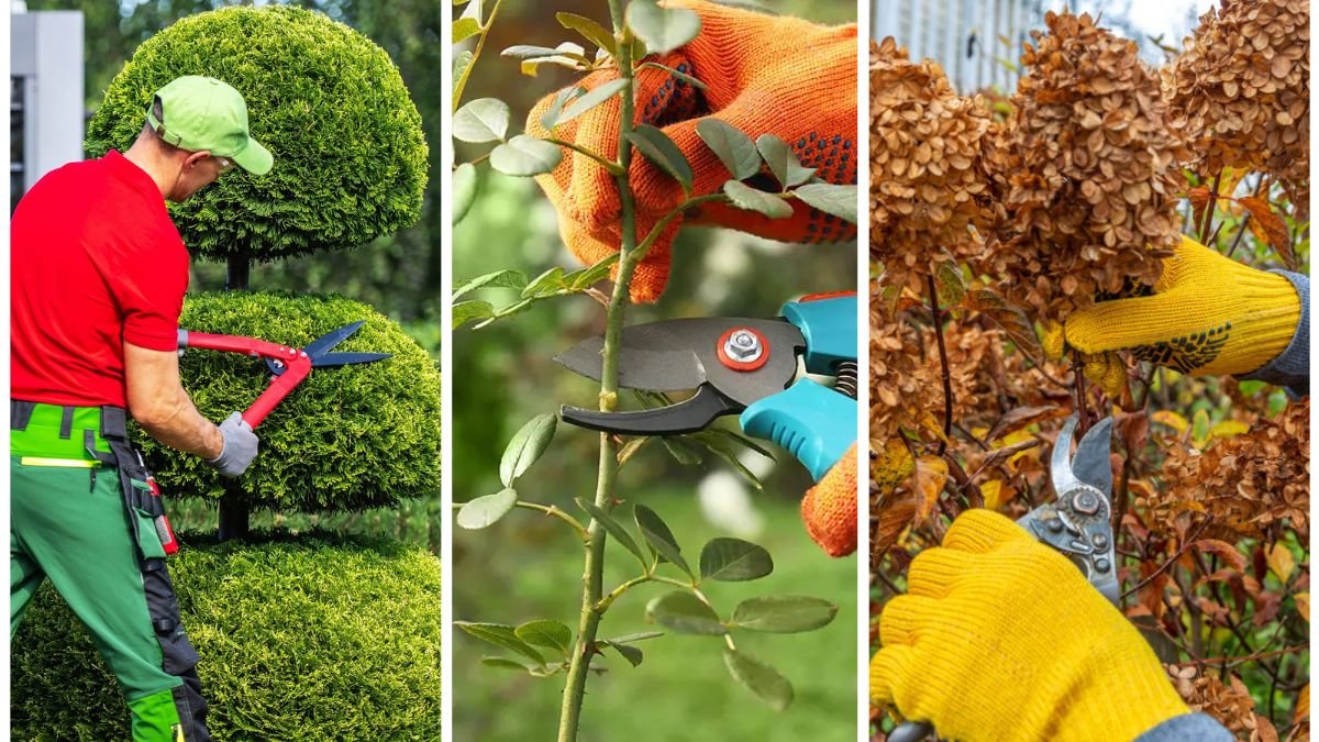 Seasonal Pruning Guide for Trees and Shrubs