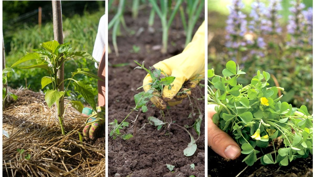 Tips for Keeping Your Garden Weed-Free Year-Round