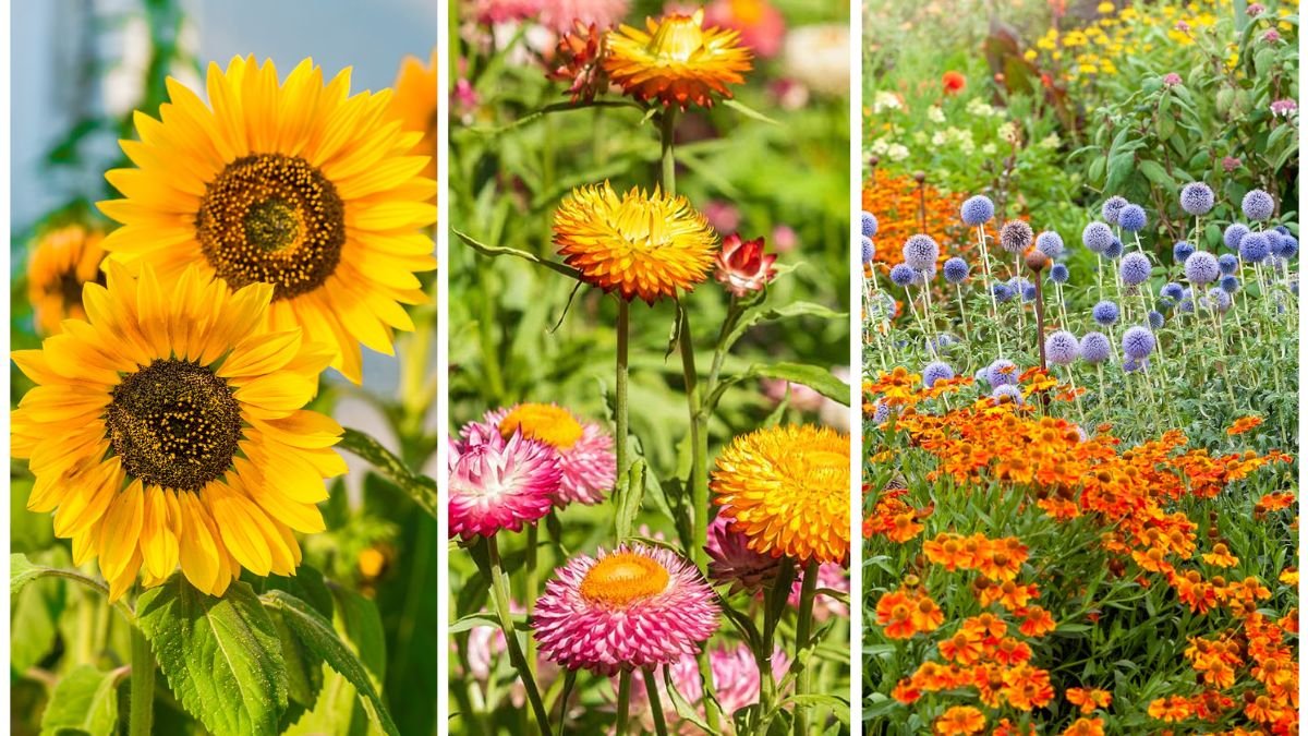 5 Vibrant Fall Annuals to Brighten Your Garden