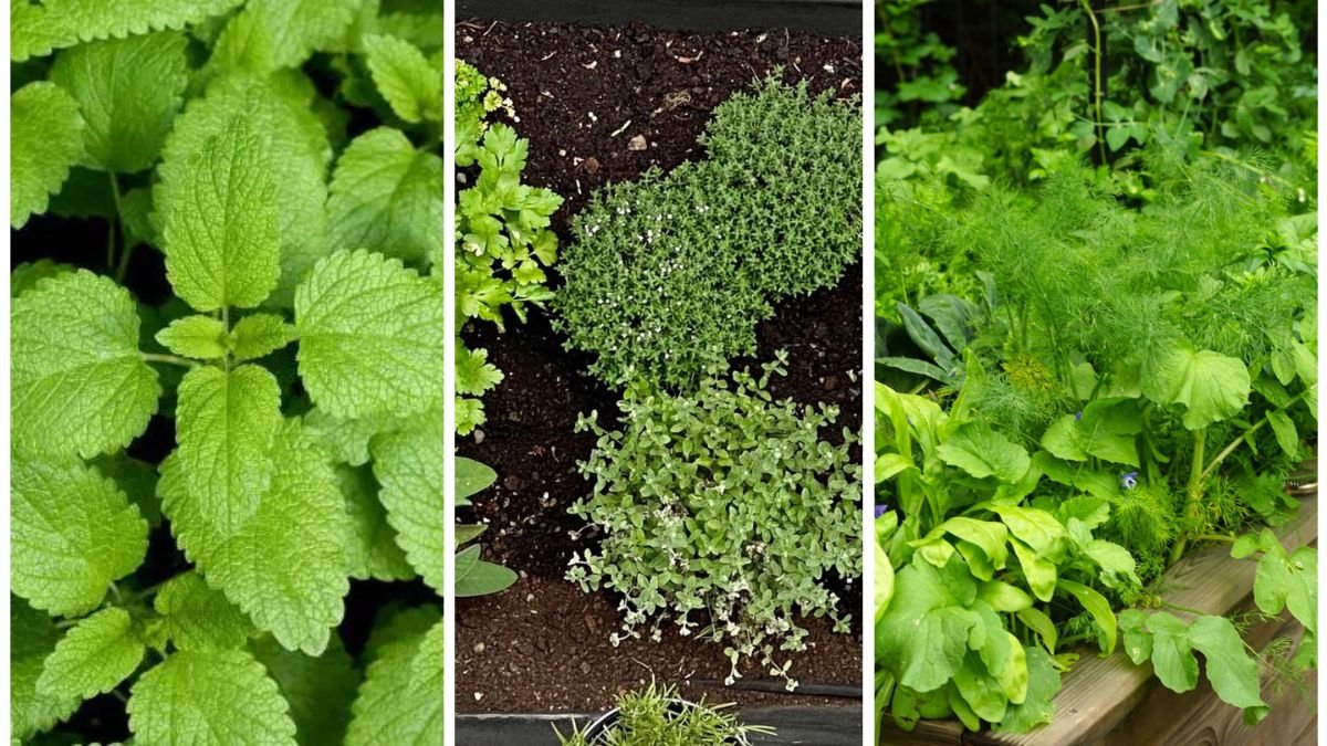 5 Herbs To Plant This September For Fresh Flavors All Winter