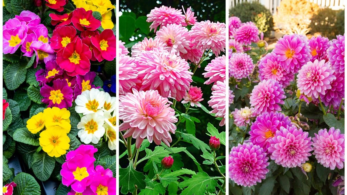5 Fall-Blooming Flowers That Thrive in Cooler Weather