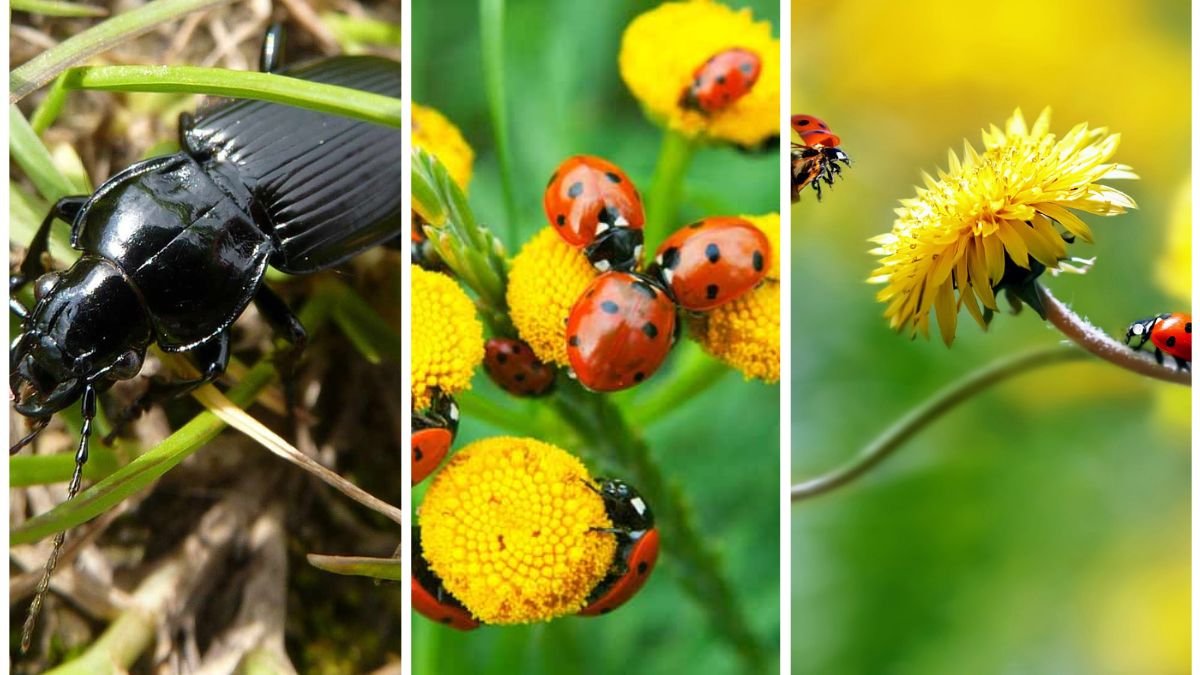 6 Insects That Are Actually Good For Your Garden