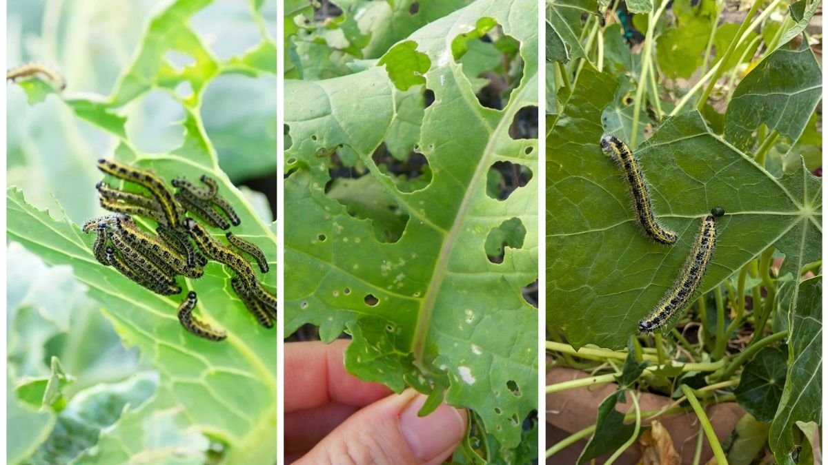 How To Identify Caterpillars Eating Your Veggies