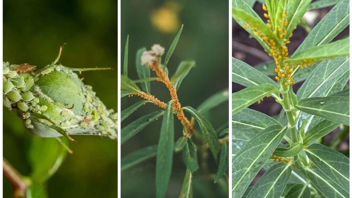 The Best Way To Stop Aphids Without Harsh Chemicals