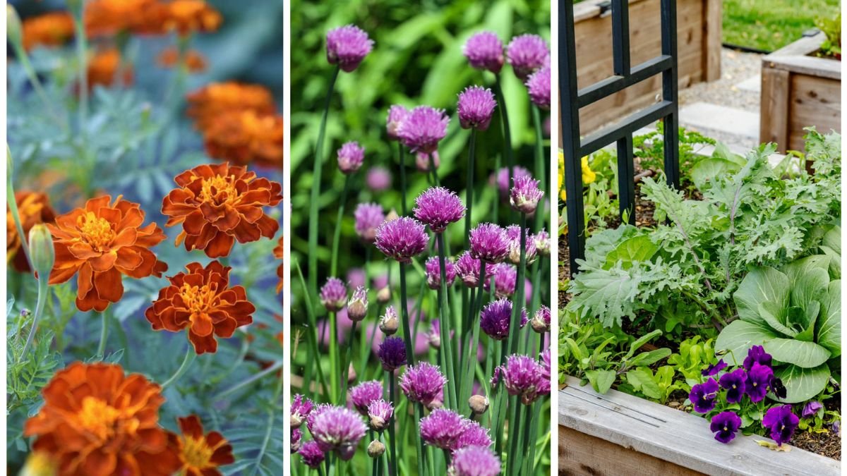 5 Pest-Repelling Plants To Grow Near Your Veggies