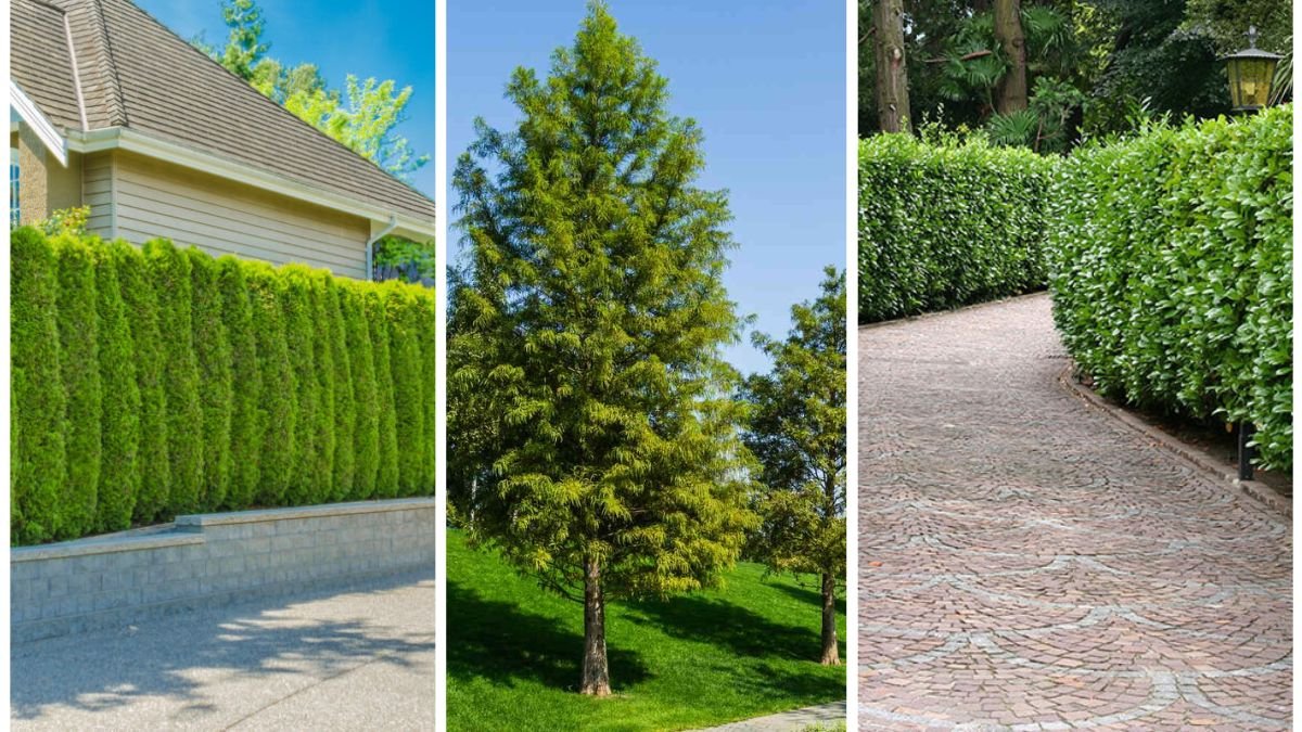 5 Privacy Plants That Grow Quickly