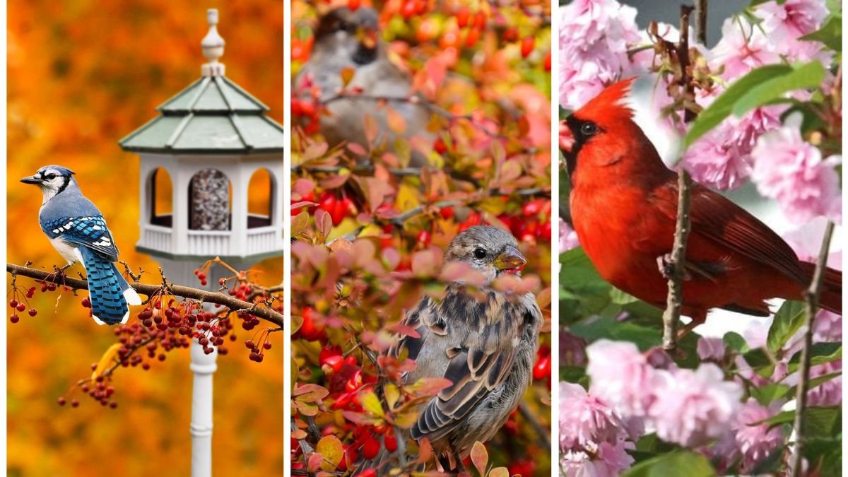 5 Trees That Attract Birds to Your Yard