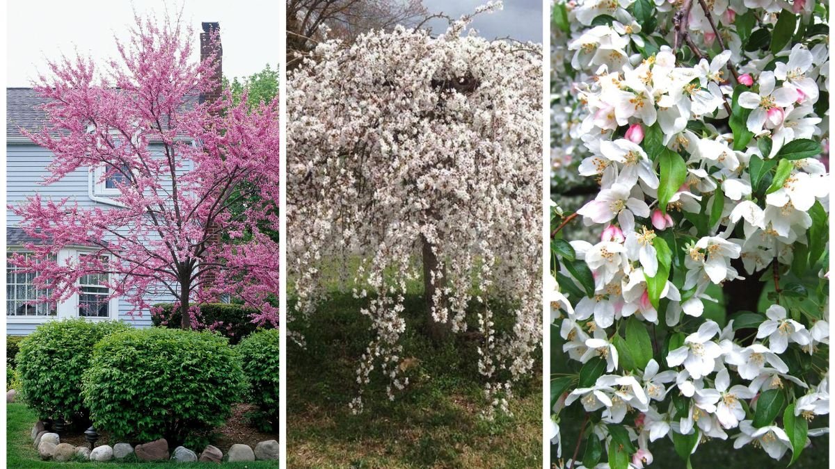 5 Flowering Trees Perfect For Small Gardens