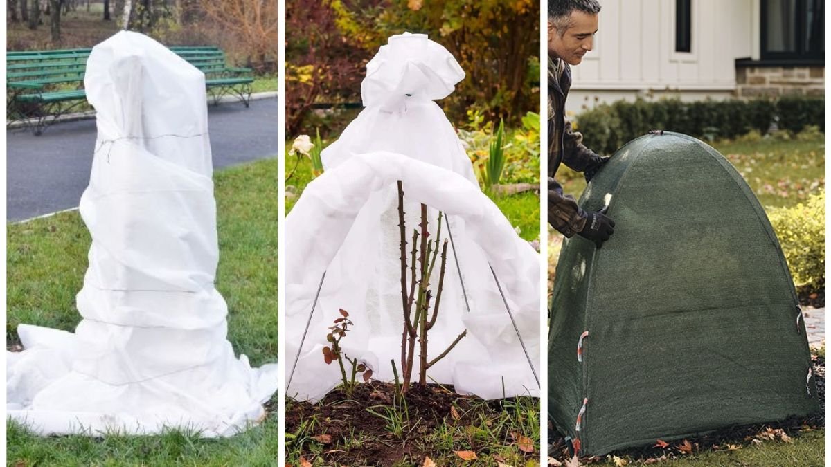 How to Protect Young Trees from Harsh Winter Winds