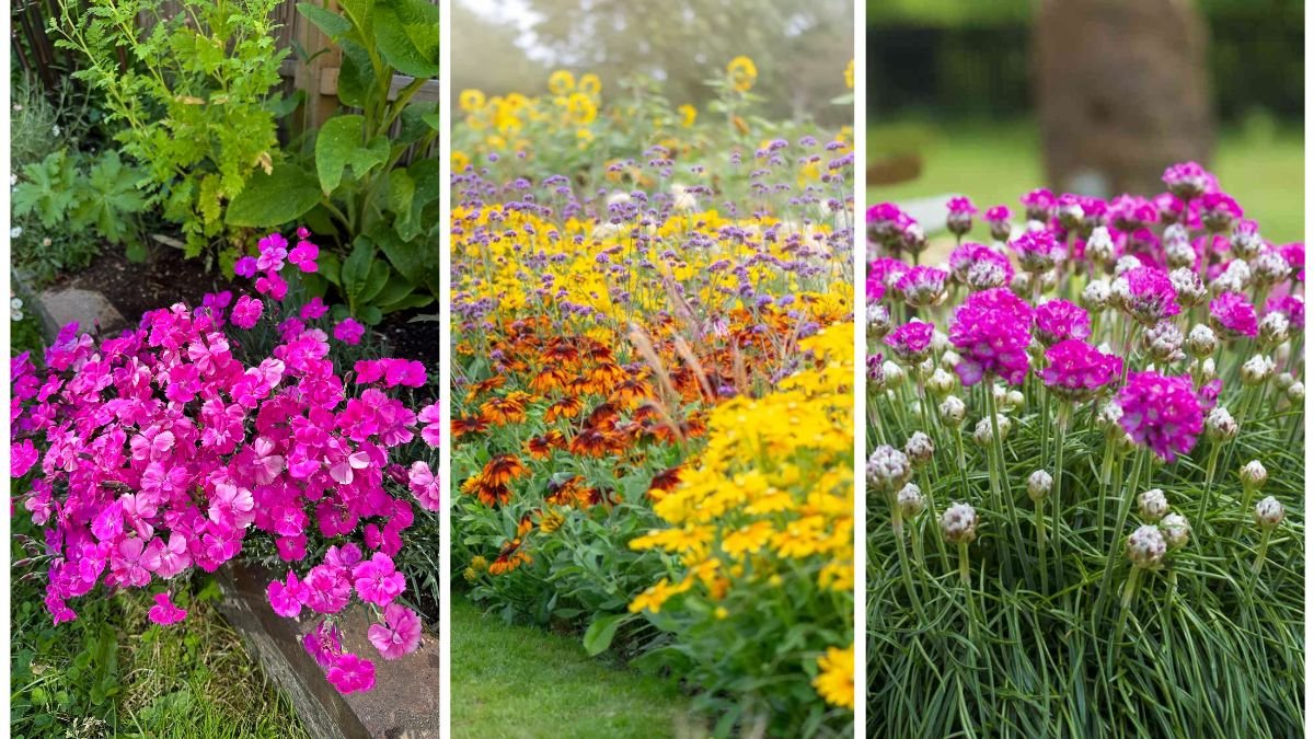 How to Choose the Right Border Plants for Your Yard
