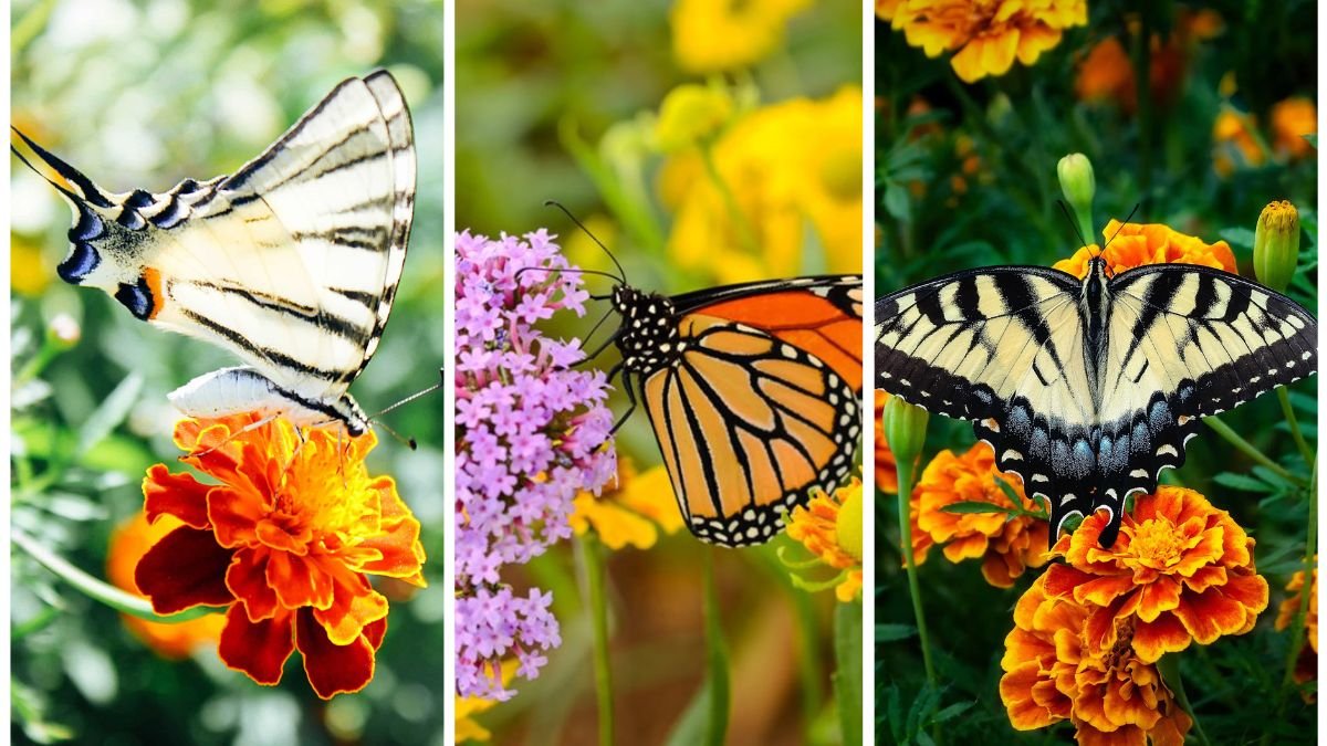 6 Garden Features That Attract Birds and Butterflies