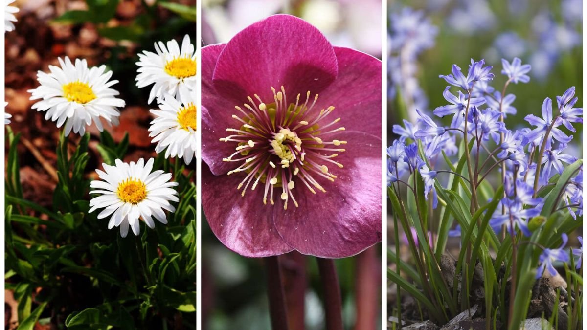 What To Plant Now For Gorgeous Winter Blooms