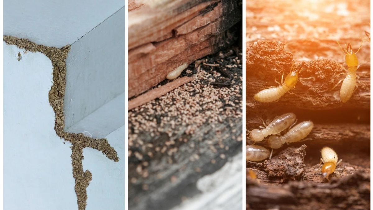 How to Spot Early Signs of Termites in the Garden