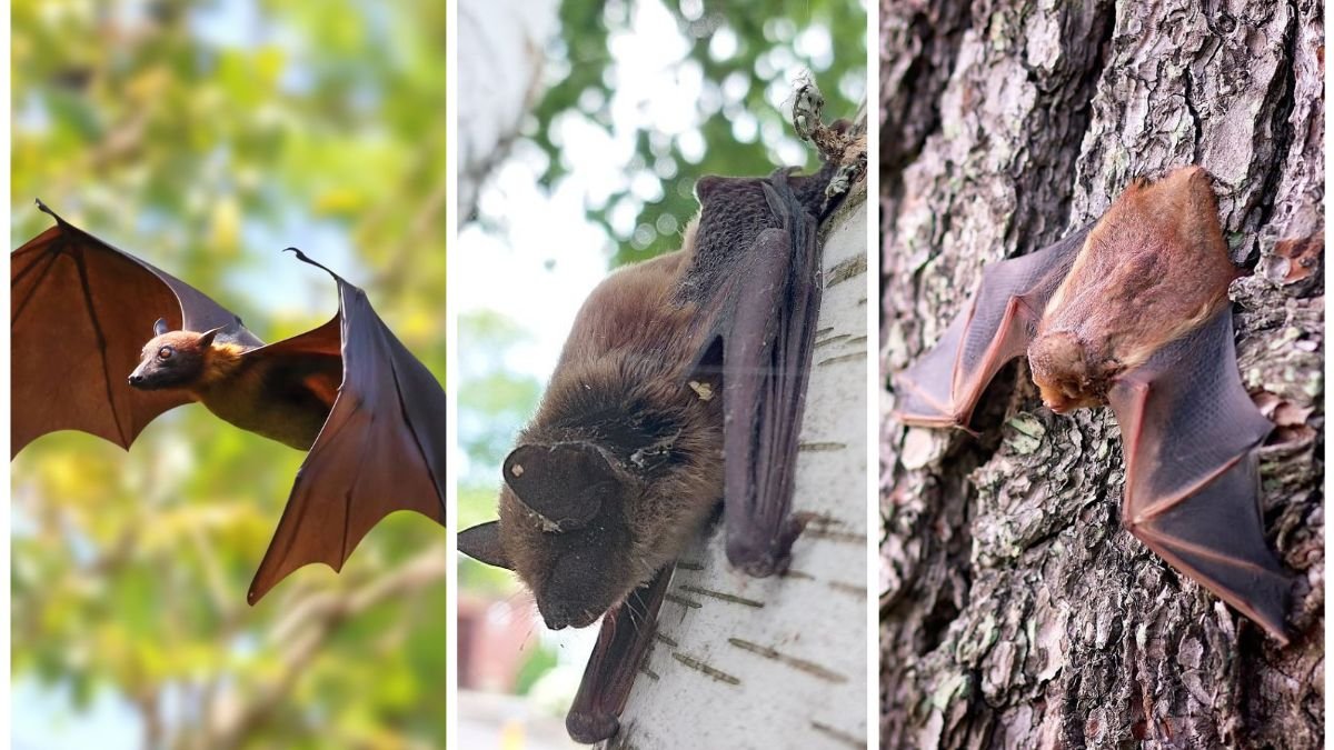 Why Bats Are Secret Pest Controllers for Your Yard