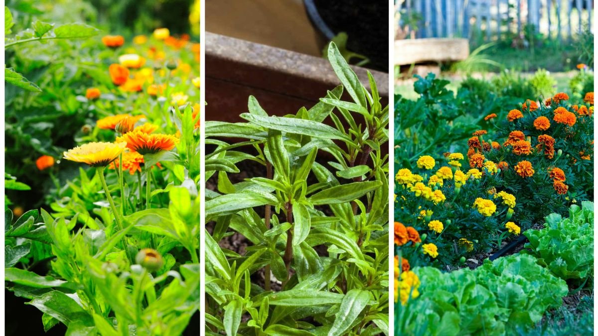 5 Companion Plants That Naturally Deter Pests