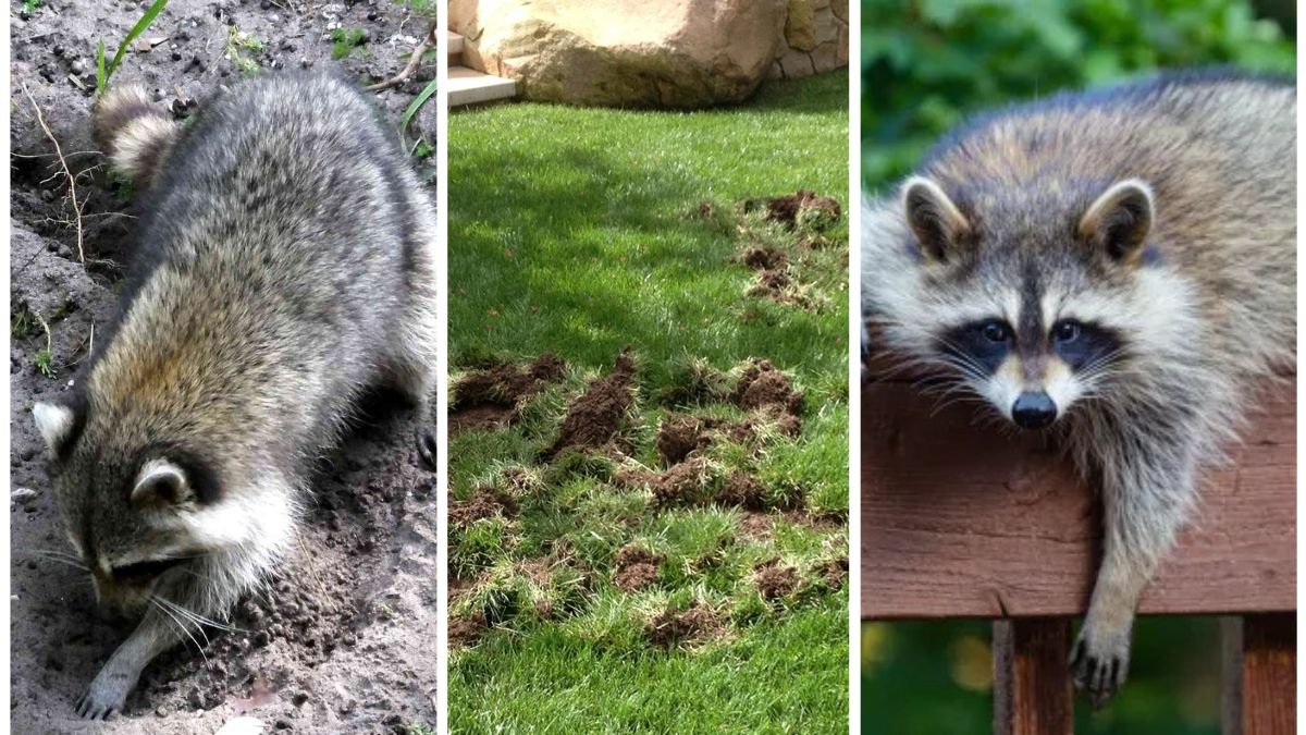 How to Stop Raccoons from Digging in Your Lawn