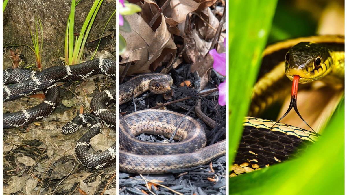 The Safest Way to Keep Snakes Out of Your Garden