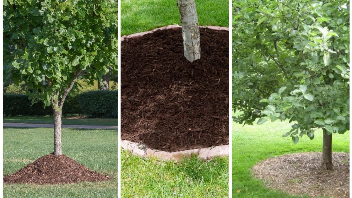 Why Mulching Around Trees Is a Must in Fall