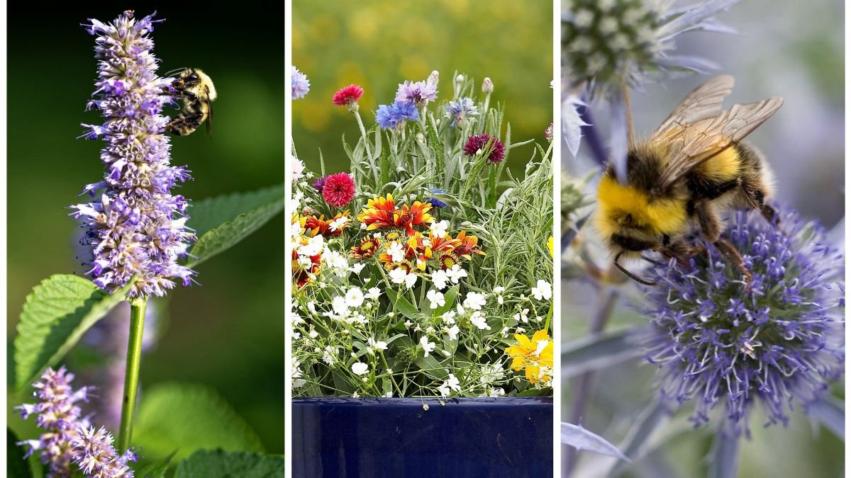 The Best Shrubs for Attracting Pollinators