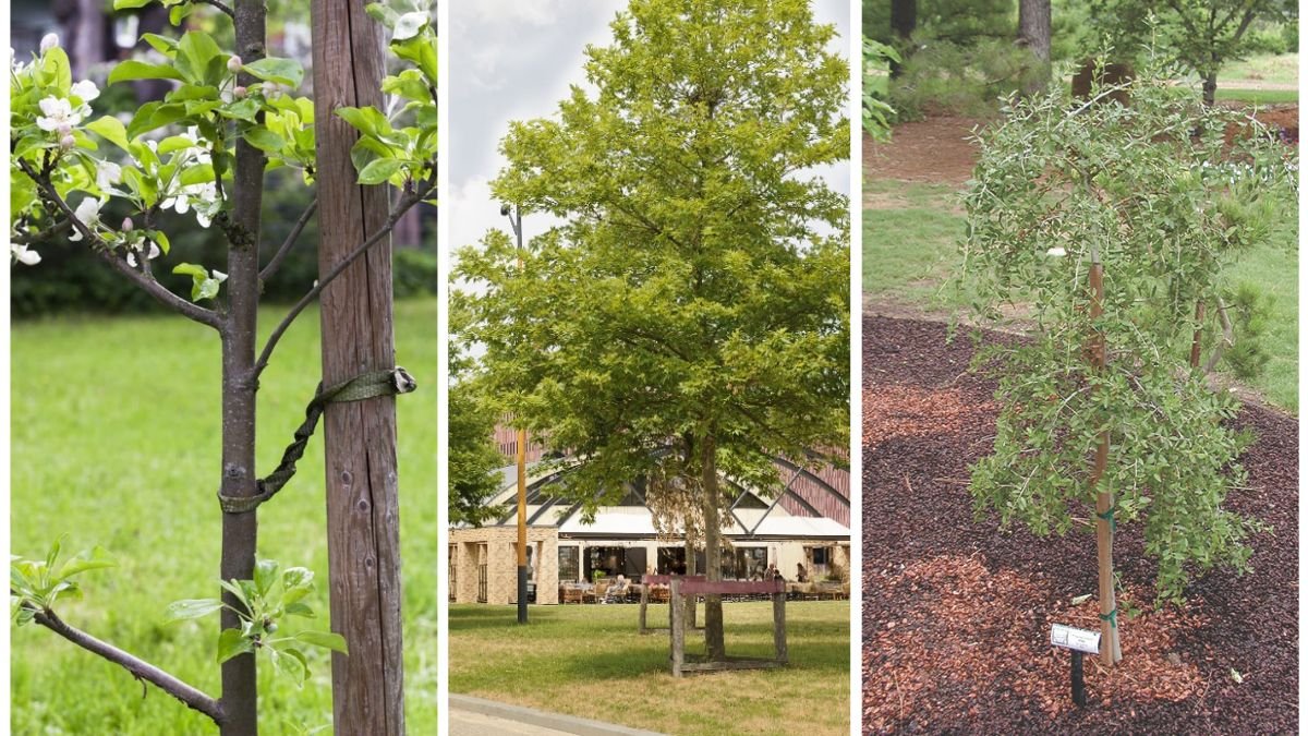 How to Train Young Trees for Stronger Growth