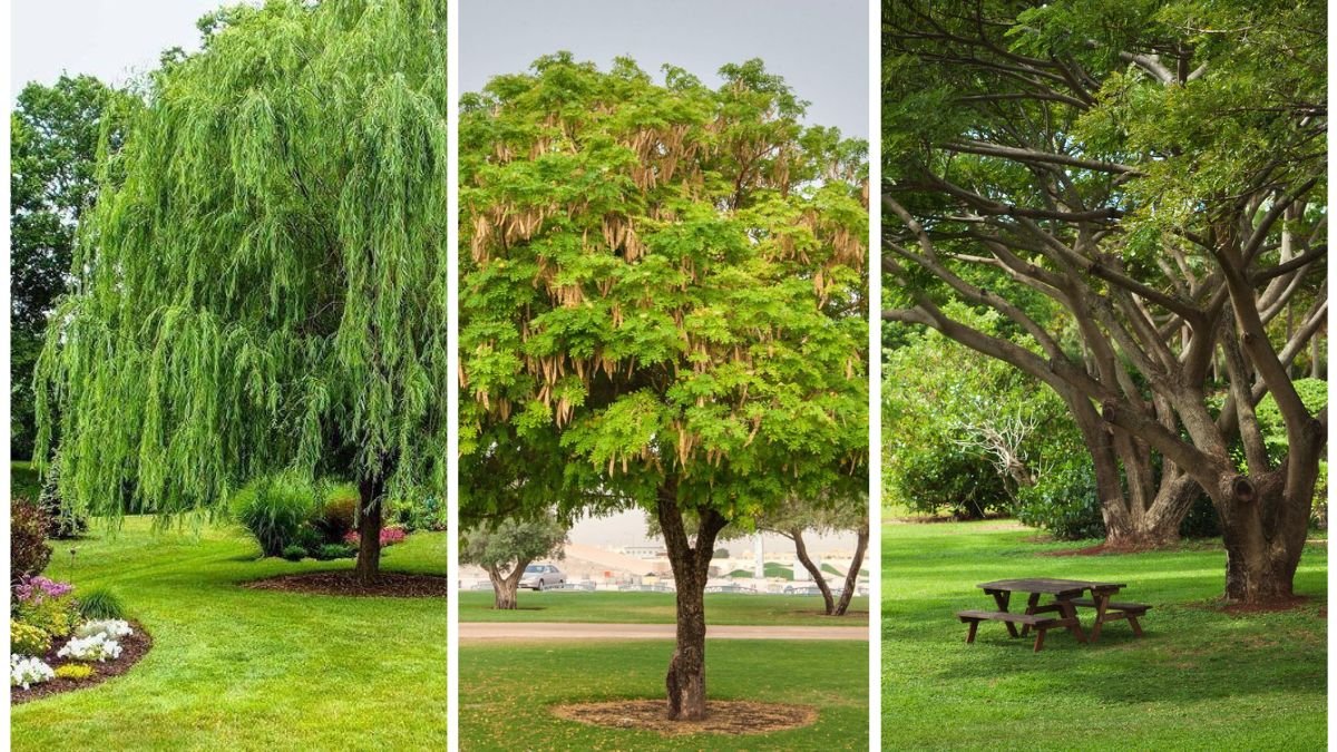 Which Trees Provide the Most Shade in Summer