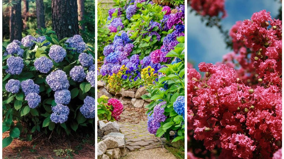 5 Shrubs That Bloom Beautifully Even in Fall