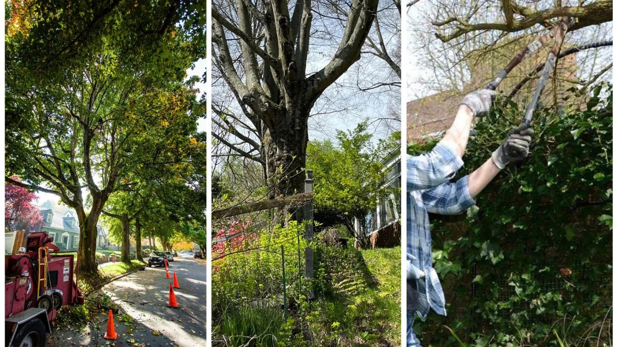 Who Pays for Shared Tree Maintenance Between Neighbors?