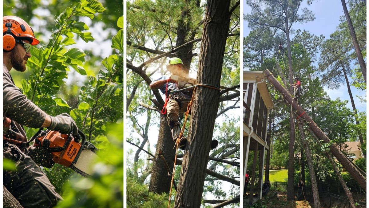 When to Call an Arborist for Boundary Tree Issues