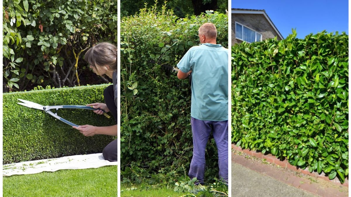 5 Diplomatic Ways to Ask a Neighbor to Trim Hedges