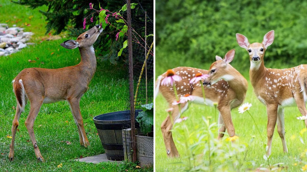 How To Keep Deer Away From Fall Gardens