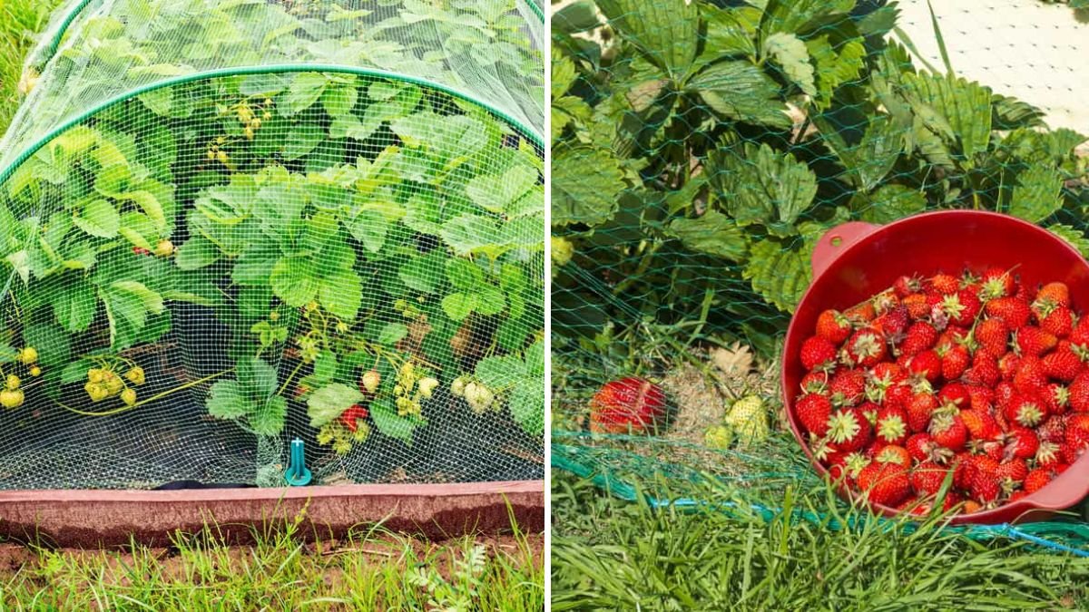 6 Ways To Protect Vegetables From Birds