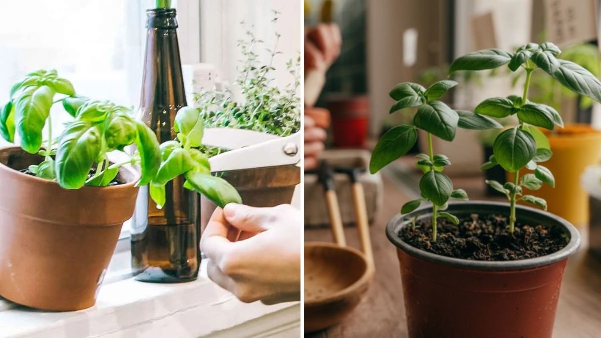 How to Harvest Basil Without Killing the Plant