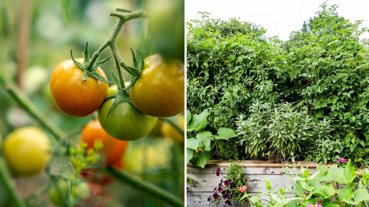5 Companion Plants That Help Tomatoes Thrive, According to Experts