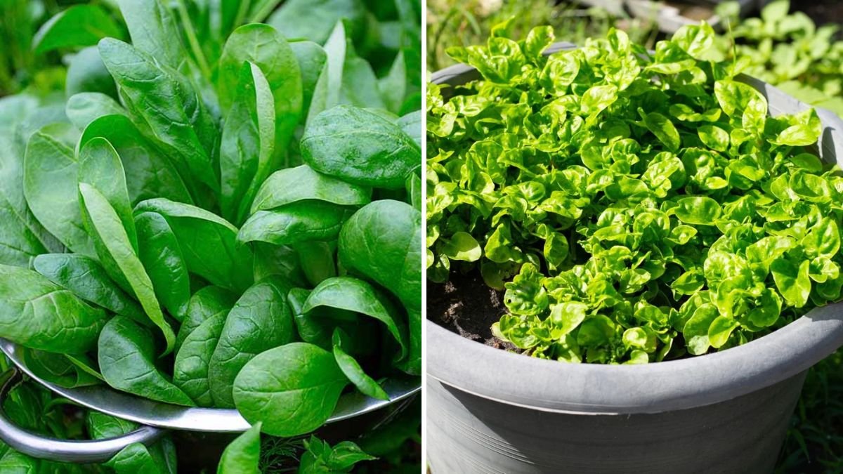 How to Grow Spinach in Containers for Fresh Greens Anytime