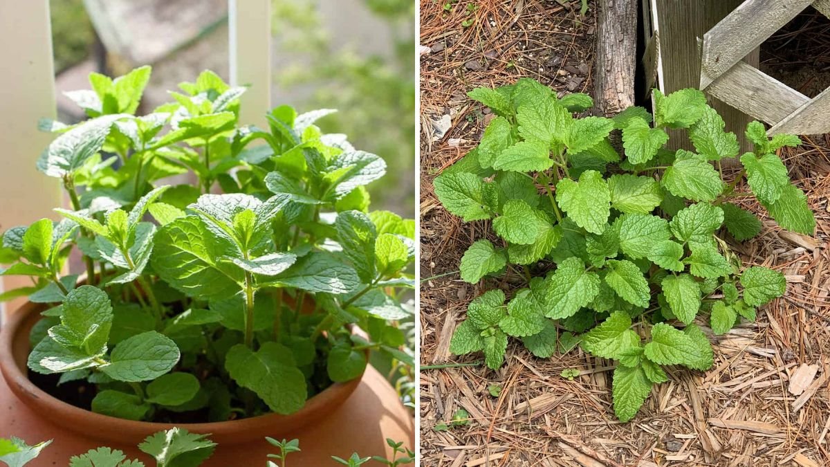 7 Perennial Herbs You Can Grow Once and Harvest Forever