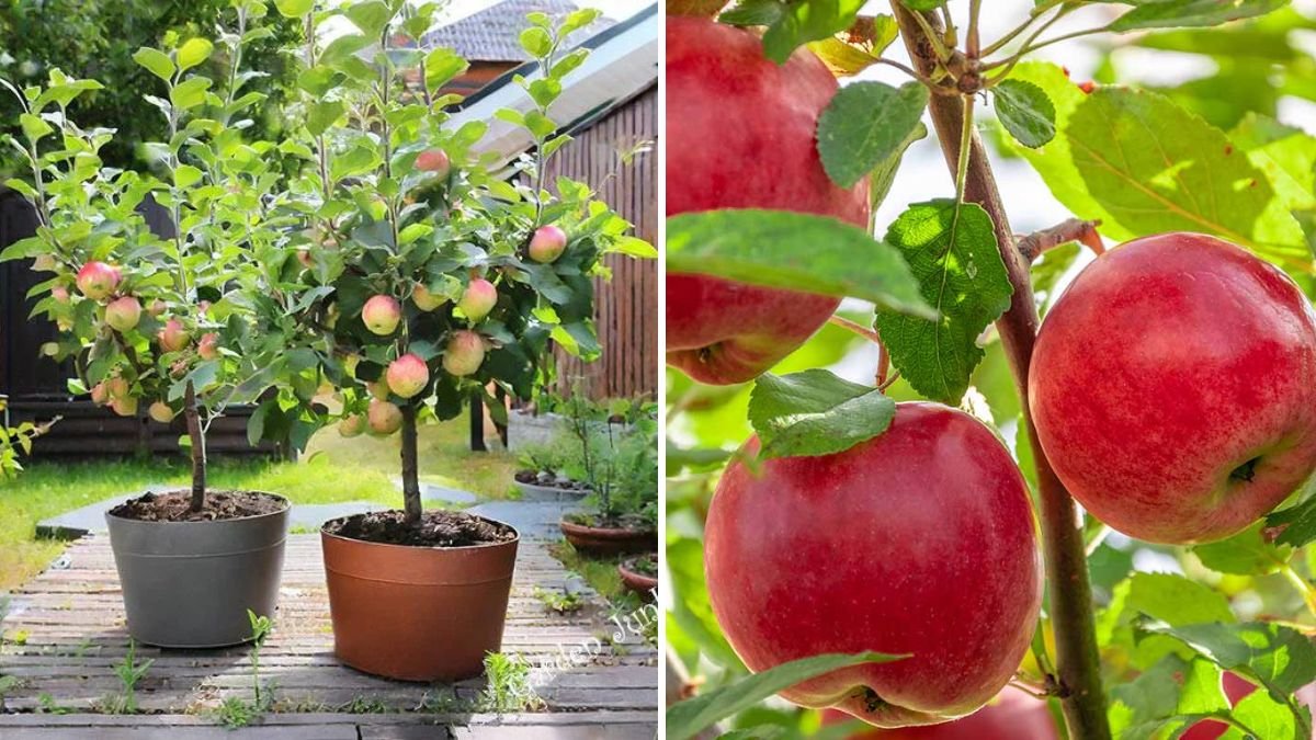 How to Grow Apples in Containers for a Mini Orchard at Home