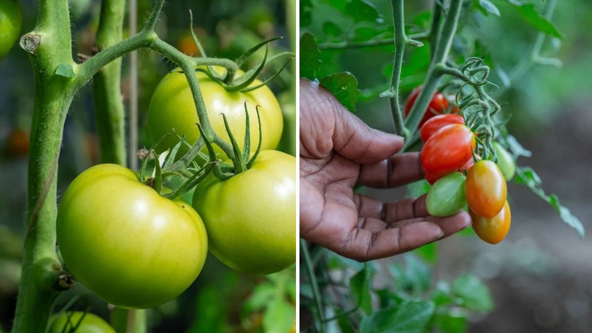 5 Tricks to Ripen Green Tomatoes Indoors Quickly