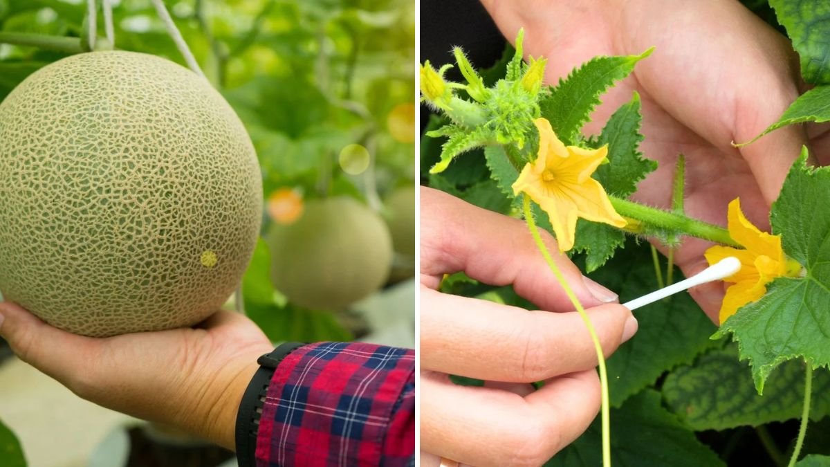 How to Hand-Pollinate Melons for Bigger Harvests