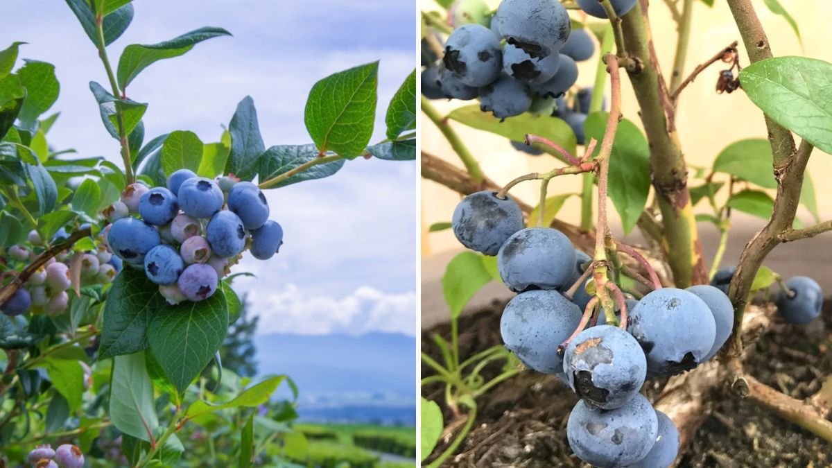 5 Fast-Growing Berry Bushes That Thrive in Pots