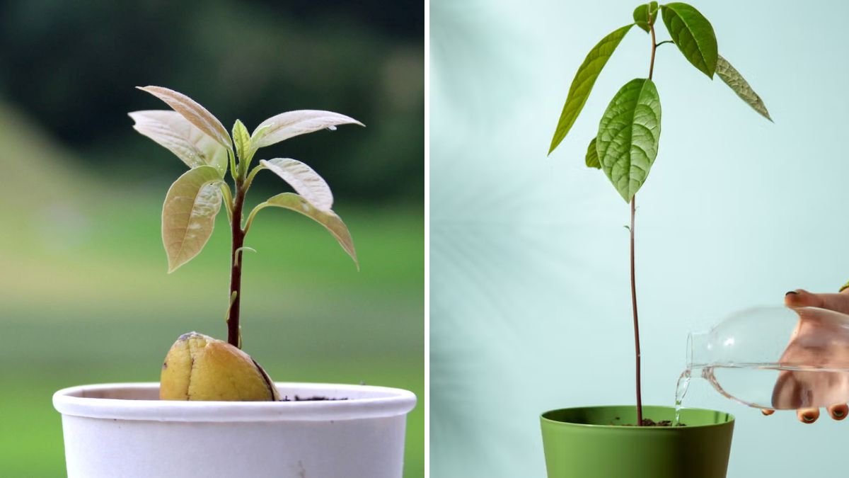 How to Grow Avocados Indoors for a Tropical Touch