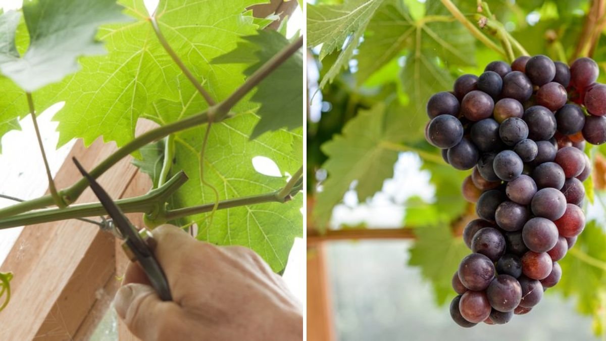 How to Prune Grape Vines for Sweeter, Bigger Bunches
