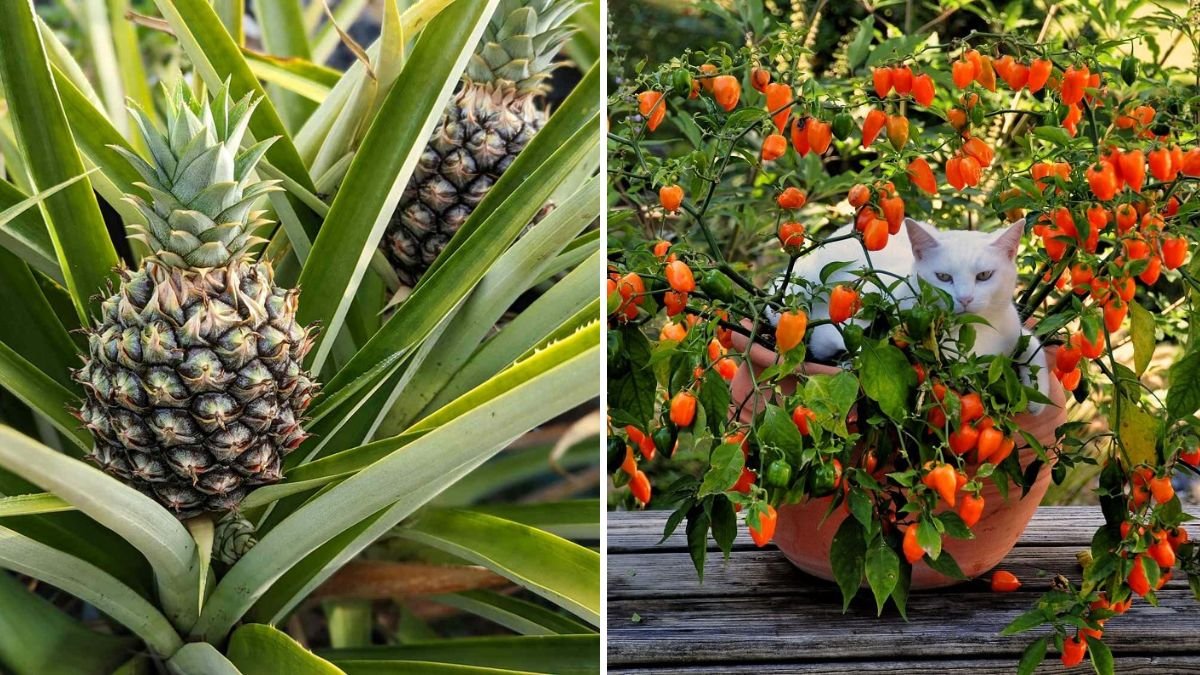 6 Patio Fruits That Thrive in Containers for a Quick Harvest