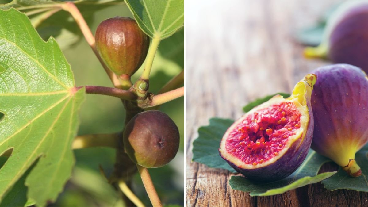 How to Overwinter Your Fig Tree for Fruit Next Year
