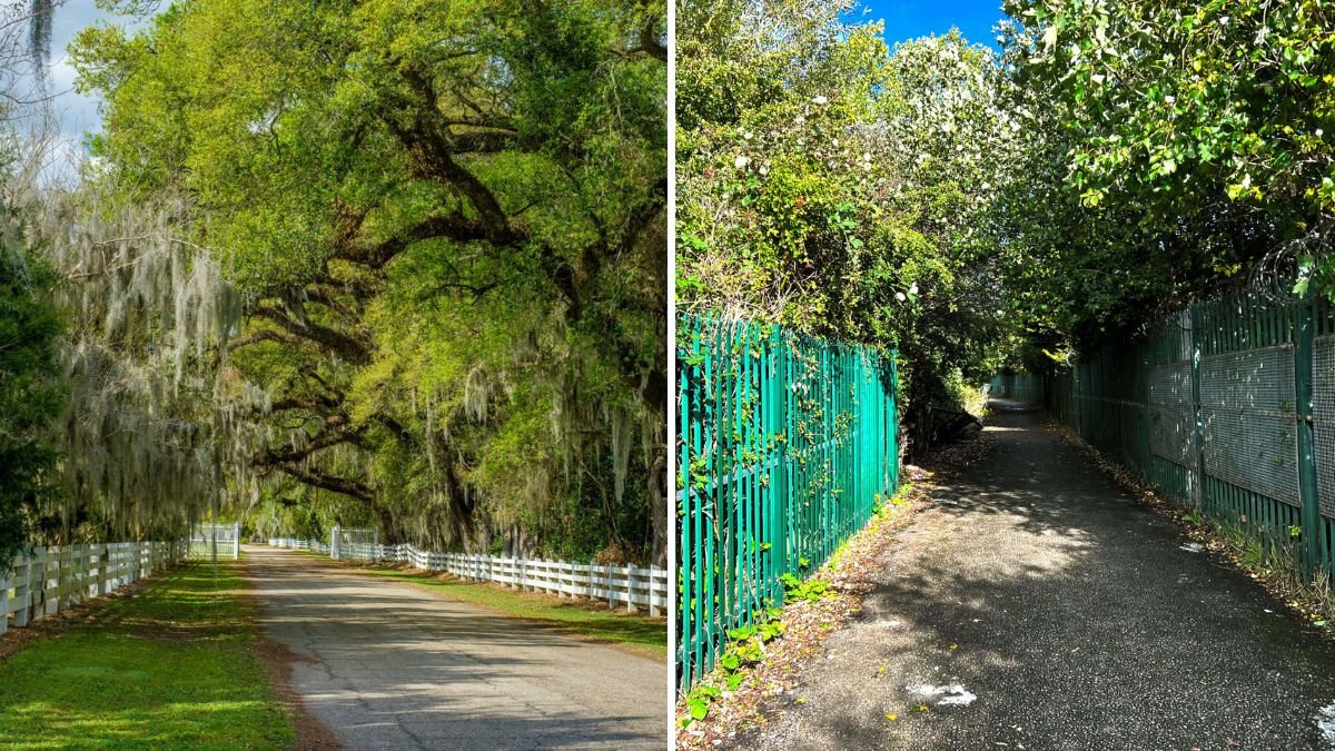 How To Handle Overhanging Branches Diplomatically