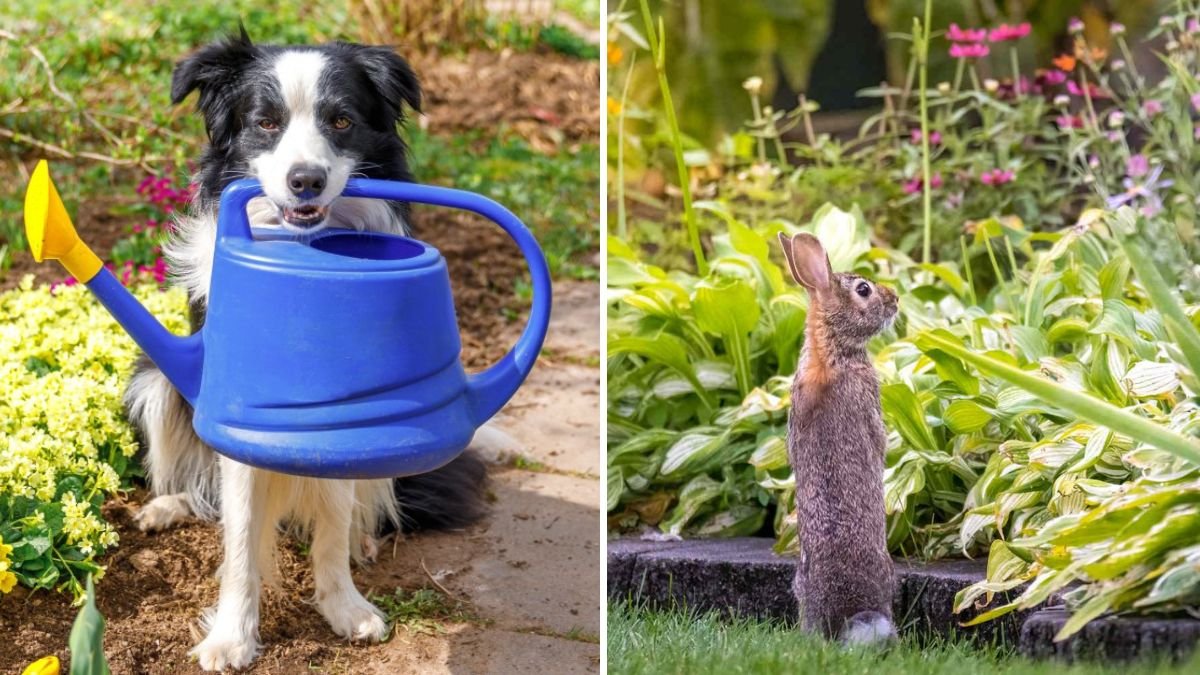Protecting Your Garden From Pets Safely