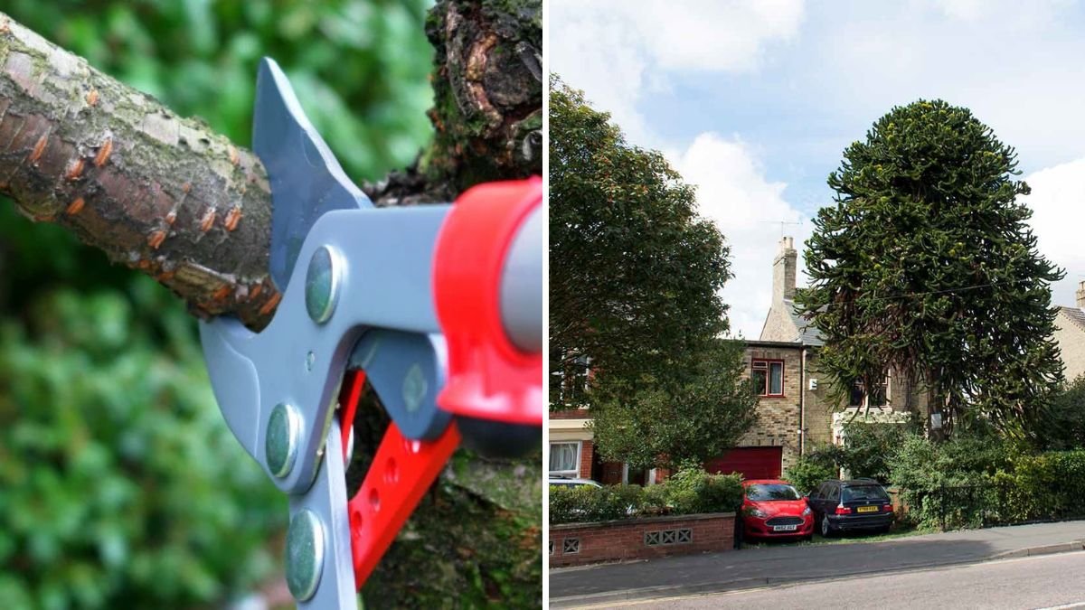 How To Share Tree Maintenance Costs Fairly